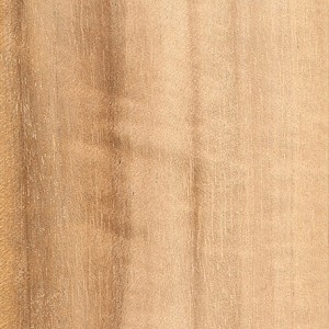 queensland-maple