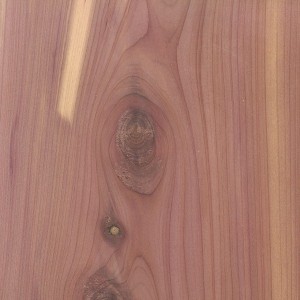 alaska yellow cedar