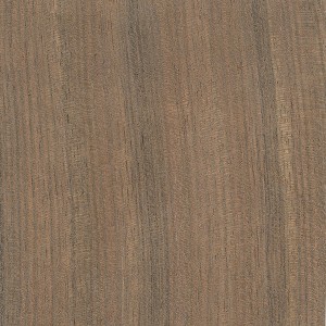 new-guinea-walnut-s