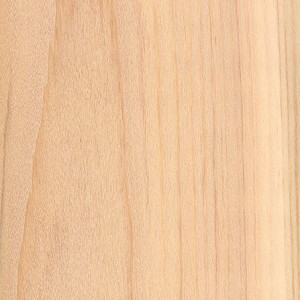 northern-white-cedar-1